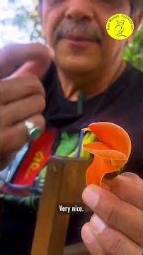 Flame of the forest in full bloom !