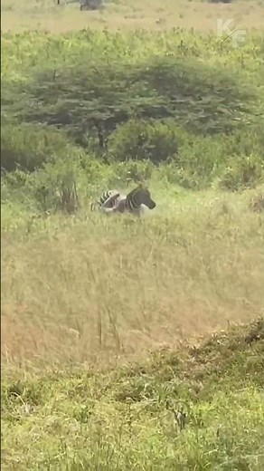 Young Zebra Makes One Fatal Mistake | Lioness Strike