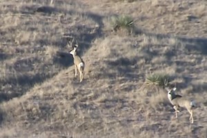 Suppressed 6.5 Creedmoor Drops Big South Dakota Mule Deer in His Tracks