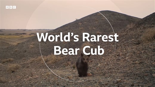 93K views · 1.8K reactions | Fewer than 40 Gobi bears are left in the world – learn how this little cub has become a symbol of hope for the species. If you think you've seen the best the natural world has to offer, think again  #BBCEarthAsia – a spectacle like no other  Find out more ➡️ https://www.bbcearth.com/shows/asia | BBC Earth | Facebook