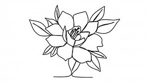 Flower one line drawing animation.