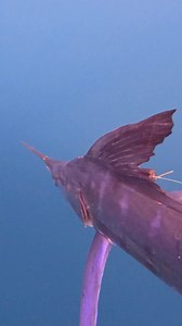 47K views · 424 reactions | INCREDIBLE MARLIN TAGGING MISSION! Some...