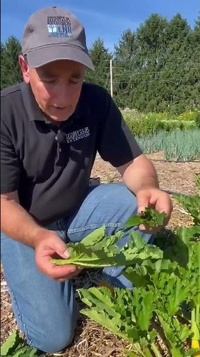 Squash Bugs: Organic Pest Management in the Vegetable Garden