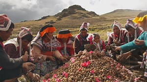 Indigenous Peoples’ food systems hold the key to feeding humanity