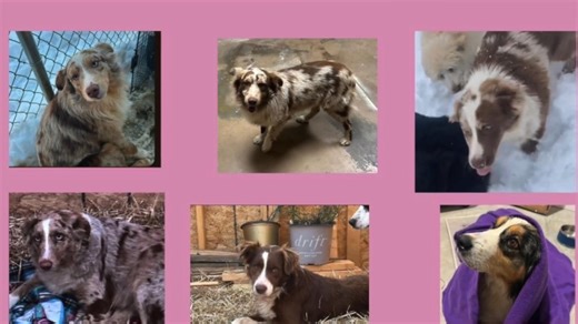 3.7K views · 107 reactions | 14 dogs abandoned by a backyard breeder....