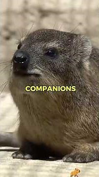 Would a Hyrax Make a Good Pet? | Pets Rated 😲 #hyrax #animalreview #petrating #animalfacts