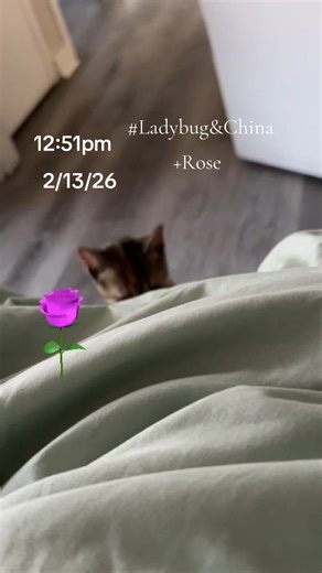 #2026 #catmom #Cat #US #catlover She wants some attention I guess 🥰🩷✍🏽🫶🏾😘