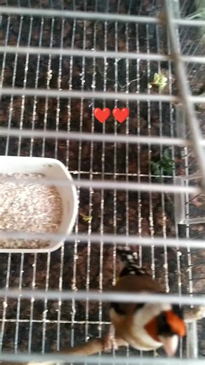 #مقنين #isko❤️#tiktokindia #الشعب_الصيني_ماله_حل😂😂