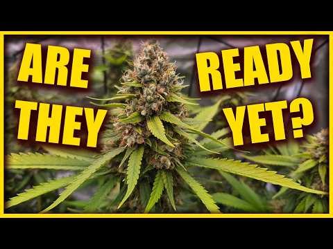 ARE THEY READY YET? - late flower in the MARSHYDRO 5x5