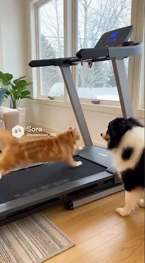 cat vs dog ultimate treadmill showdown💕😂
