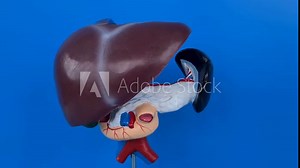 Liver anatomy model for medical education purposes. Liver diseases Stock Video