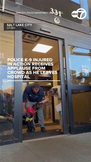 Police K-9 injured in action receives applause from crowd as he leaves hospital