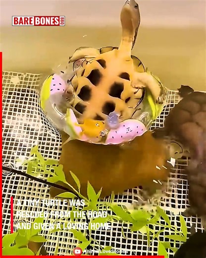 Saving a Life: Rescuing a Turtle From a Busy Road (Happy Ending!) 🌟 | Bare Bones BBQ