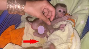 66K views · 1.5K reactions | Midnight Mummy cleans urine for babi Hurly | Hurly Monkey | Facebook