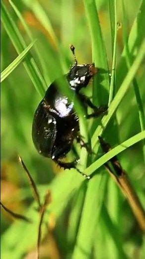 Ecosystem Benefits: Dung Beetles