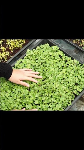 7 Days to Harvest: Microgreens You Can Actually Grow #farming #gardening #growagarden