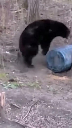 Silent Bera Hunting Technique | Step by Step#BeraHunting#BeraHunt#JungleHunting#WildHunting#Hunting