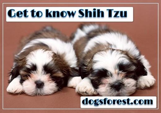Shih Tzu Growth Chart (Weight Chart & Size Chart)