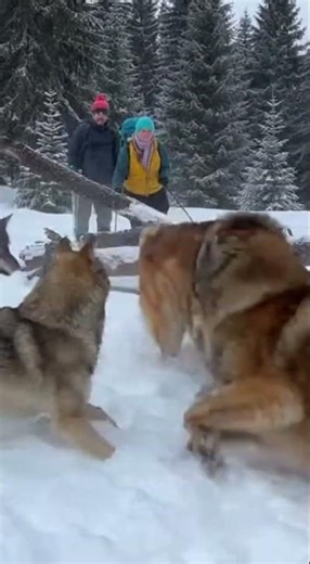 Leonberger: Guardian of the Bavarian Black Forest