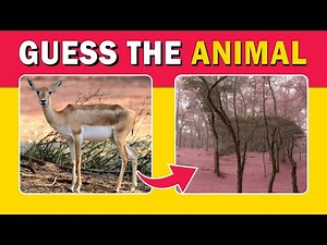 Optical Illusions That Will Trick Your Brain! What Do You See? | Quiz Rad