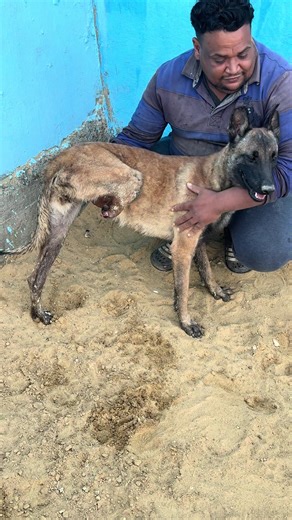 She survived the streets, the infection, and the pain. Now she just needs one final surgery to live without suffering. Help us give her a second chance 🤍 Donate or share — every action saves a life. #rescuedog #dogrescue #savelives #adoptdontshop #helpanimals