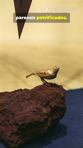 😳 El lago que convierte animales en piedra