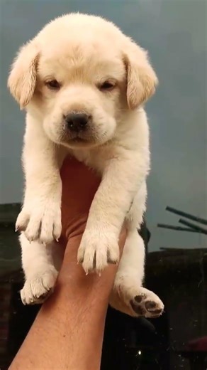 8810623046 Labrador Retriever puppy booking open trained vaccinated friendly call now fast booking