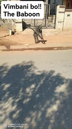 2.3M views · 8.1K reactions | #Thembisa_Online_NEWS The Baboon | Thembisa Online | Facebook