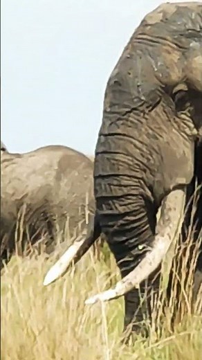 African Elephant in the African Savanna