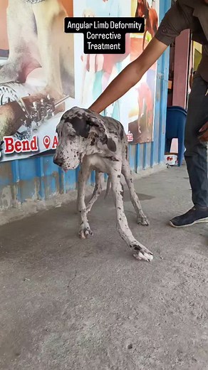 Canine Orthopaedic Association of TamilNadu (COAT) on Instagram: "Angular Limb Deformity Corrective Treatment Using Splint. Great Dane Puppy"