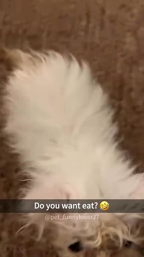 Screaming kitten😂#funny #funnyvideos #funnytiktok #cat #funnycat #catsoftiktok #Foryou #kittensoftiktok #kitten | 016