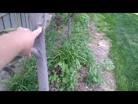 Canadian Chokecherry Tree Update