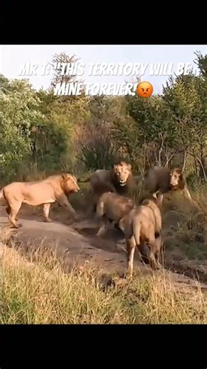 Mapogo Brothers-What If?-Othawa males🥶 #krugernationalpark #lion #mapogo #sabisands #majingilane