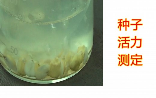 【实验】TTC法测定种子活力，超声波催芽