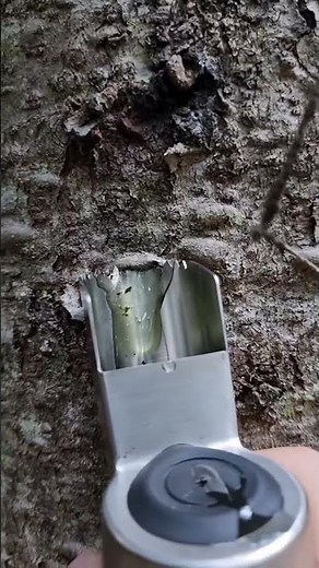 Harvesting Natural Tree Resin