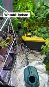 Wasabi update #wasabi #hydroponics #indoorgarden #andrethefarmer #growyourownfood | Andre The Farmer