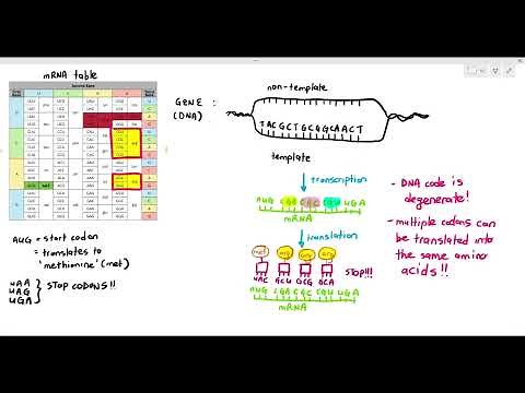6-8 The DNA code being Degenerate & other extra information (Cambridge AS & A Level Biology, 9700)