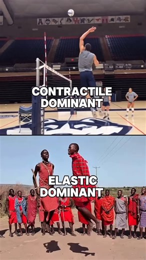 Dr. Ben Moxness | Jump Training & Athletic Development on Instagram: "Two different jump strategies, what’s the difference between each? Contractile dominant is your typical stretch shortening cycle, where you get stretching of the muscle and tendon as the MTU changes length and then both rapidly shorten during the concentric phase. It is thought that highly skilled jumpers with large eccentric capacities are able to achieve high enough muscle activation to where they get more tendon lengthening