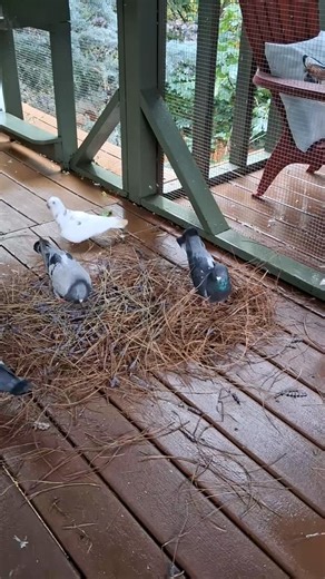 The flock getting their dried lavender fix! | Cynthia Harris