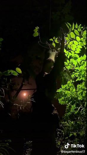 Nighttime Tree Scene with Illuminated Foliage