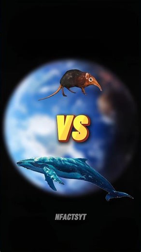 Comparison Between The World's Smallest And Biggest Animals | Day- 4