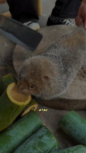 Kenapa tikus bambu mahal?