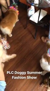 Corgi and Dachshund on Reels | Facebook