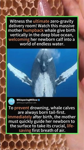 Rare Footage: Humpback Whale Giving Birth Underwater! 🐋👶🌊