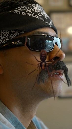 260K views · 5.5K reactions | Cholos vs Spider | David Lopez | Facebook