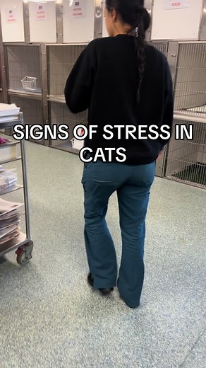 Understanding the Signs of Stress in Cats