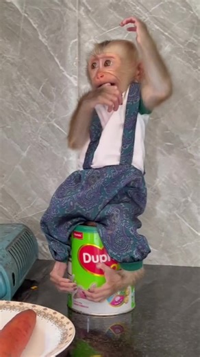 Monkey bibi latest video #cutemonkey #babymonkey #monkey #animal #monkeydluffy