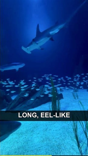 The Frilled Shark Attacks with 300 Teeth #Shorts