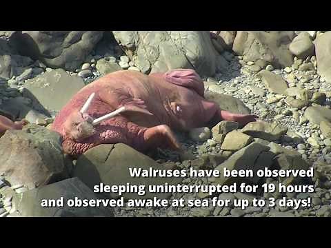 Five Fascinating Facts about Walruses - Never Stop Learning