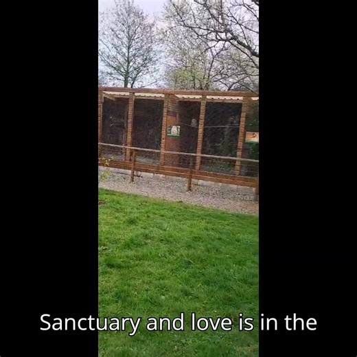 3.3K views · 82 reactions | Looking for something to do this Easter Weekend? Why not come and meet out two 'lovebirds' Bob & Wheatley . Bob can usually be seen at the morning flying display & Wheatley is part of our encounters team. Full details of activities on our website, open 10am to 4pm every day. #owls #tawnyowls #screechowlsanctuaryandanimalpark #bestdaysoutcornwall | Screech Owl Sanctuary & Animal Park | Facebook